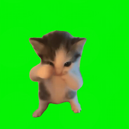 Scuba cat